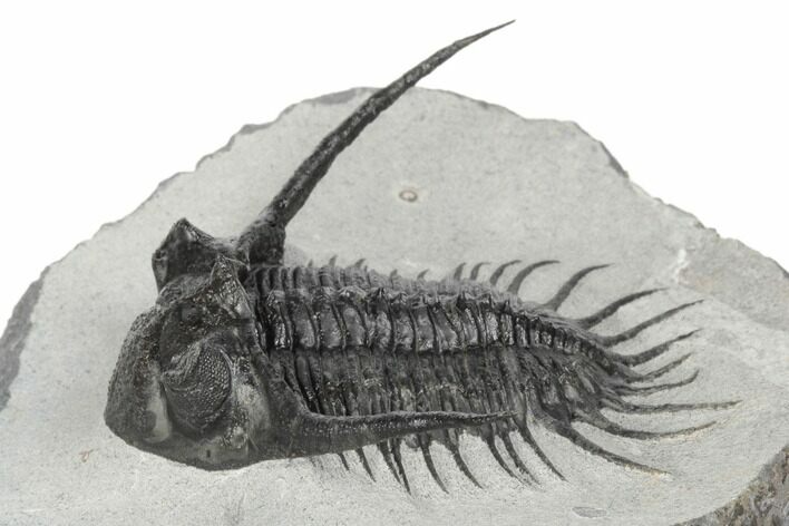 Kayserops megaspina Trilobite - Bou Lachrhal, Morocco #189972